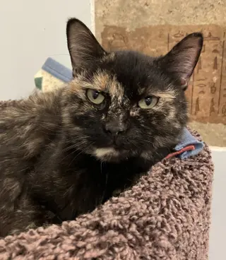 Cinnamon