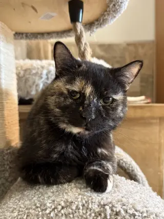 Cinnamon