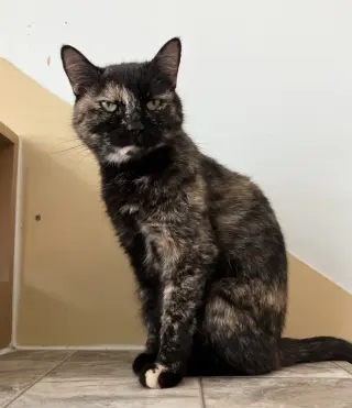 Cinnamon