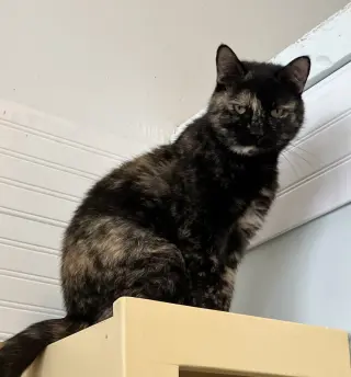 Cinnamon