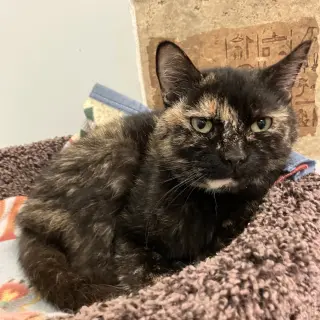 Cinnamon