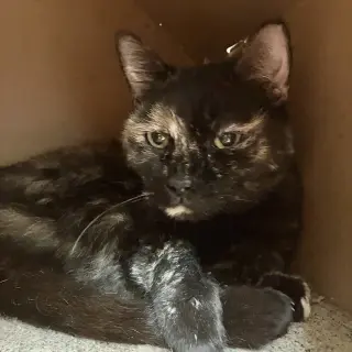 Cinnamon