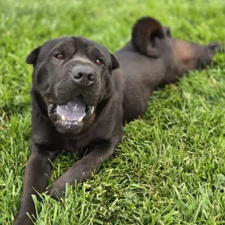 Max