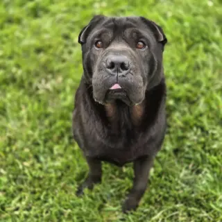 Max