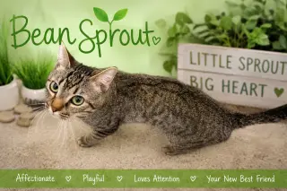 Bean Sprout (FCID# 05/11/2026 - 31 Brookhaven PS)