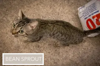 Bean Sprout (FCID# 05/11/2026 - 31 Brookhaven PS)