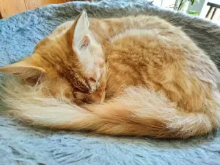 Butternut (FCID# 05/11/2026 - 33)