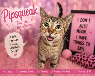 Pipsqueak (FCID# 05/11/2026 - 29)
