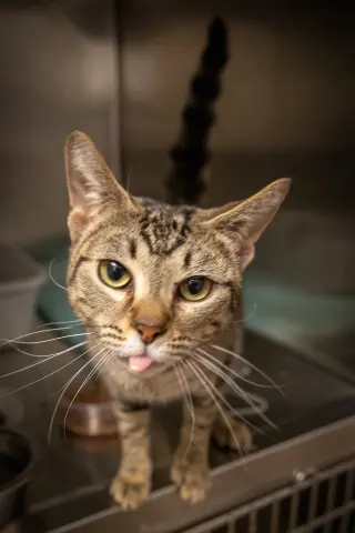 Pipsqueak (FCID# 05/11/2026 - 29)