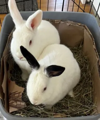 Jack & Melan (bonded pair)