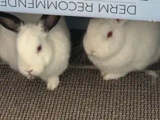 Jack & Melan (bonded pair)