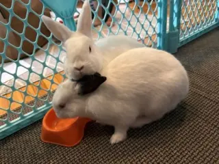 Jack & Melan (bonded pair)