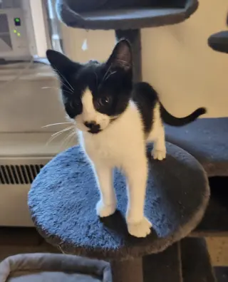 Tiny Dancer