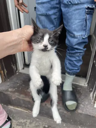 Tiny Dancer