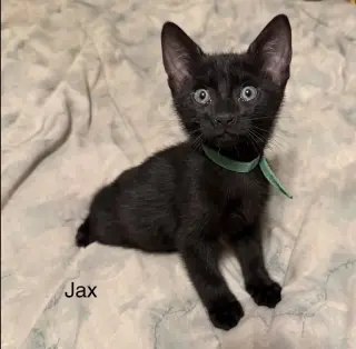 Jax