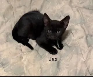 Jax