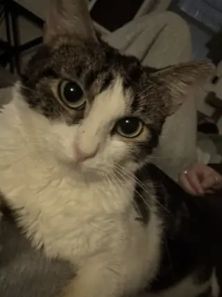 Eloise