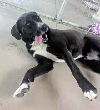 Goofy - in foster