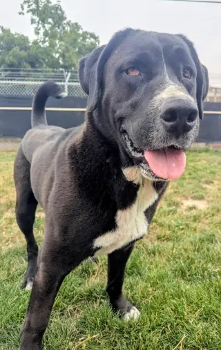 Goofy - in foster