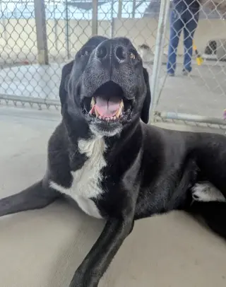 Goofy - in foster