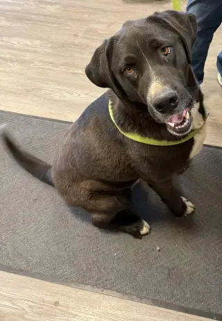 Goofy - in foster