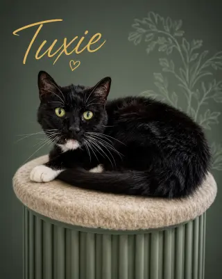 Tuxie (FCID# 05/11/2026 - 64 Brandywine PS)