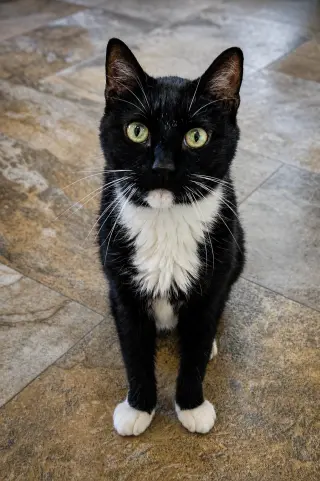 Tuxie (FCID# 05/11/2026 - 64 Brandywine PS)