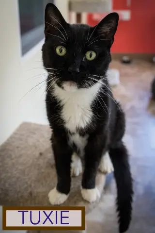 Tuxie (FCID# 05/11/2026 - 64 Brandywine PS)