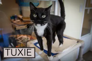 Tuxie (FCID# 05/11/2026 - 64 Brandywine PS)