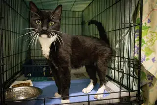 Tuxie (FCID# 05/11/2026 - 64 Brandywine PS)
