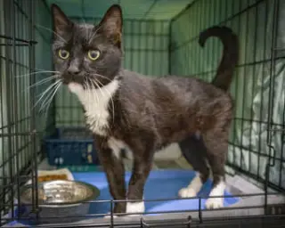Tuxie (FCID# 05/11/2026 - 64 Brandywine PS)