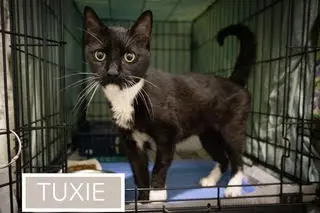 Tuxie (FCID# 05/11/2026 - 64 Brandywine PS)