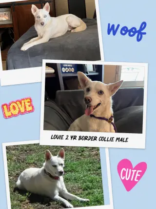 FOSTER NEEDED FOR LOUIE