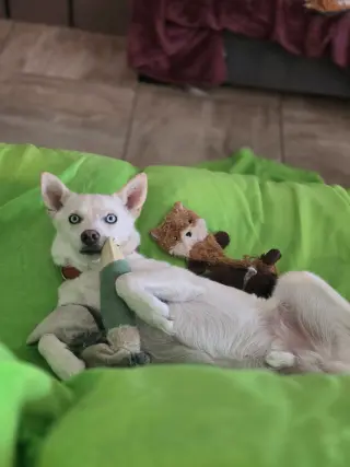 FOSTER NEEDED FOR LOUIE