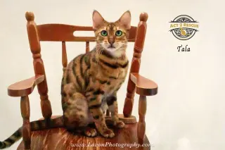 Tala 2