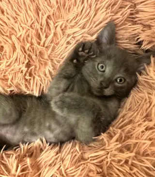 Smudge