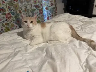 Elsa