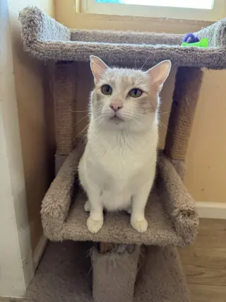 Elsa