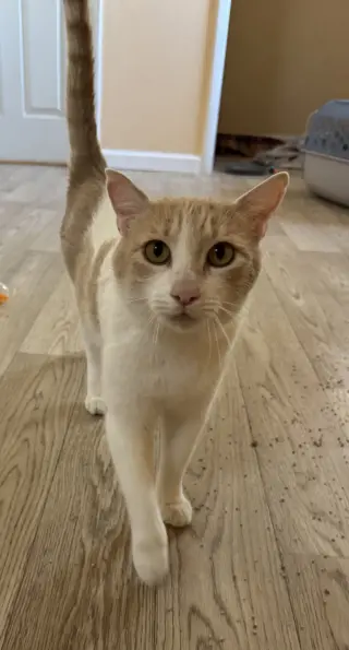 Elsa