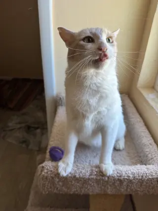 Elsa
