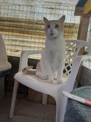 Elsa