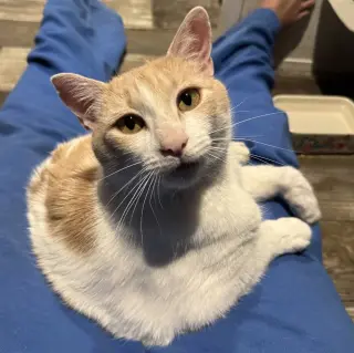 Elsa