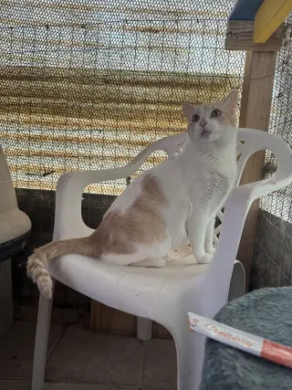 Elsa