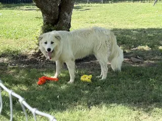 Ryker