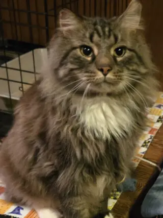 Dewey