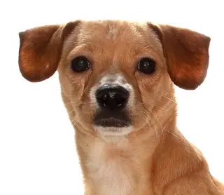 Todd