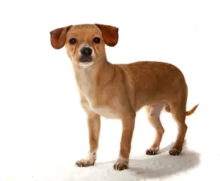Todd