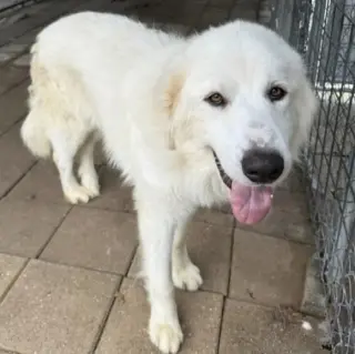 Dan