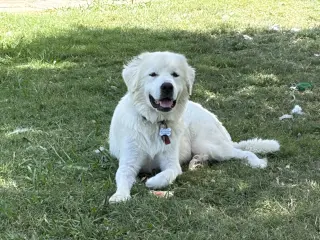 Dan
