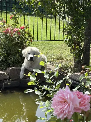 Dan